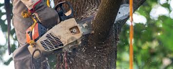 Best Arborist Consultation Services  in Pocono Woodland Lakes, PA