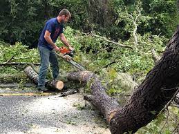 Best Palm Tree Trimming  in Pocono Woodland Lakes, PA