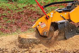 Best Tree Health Inspection  in Pocono Woodland Lakes, PA