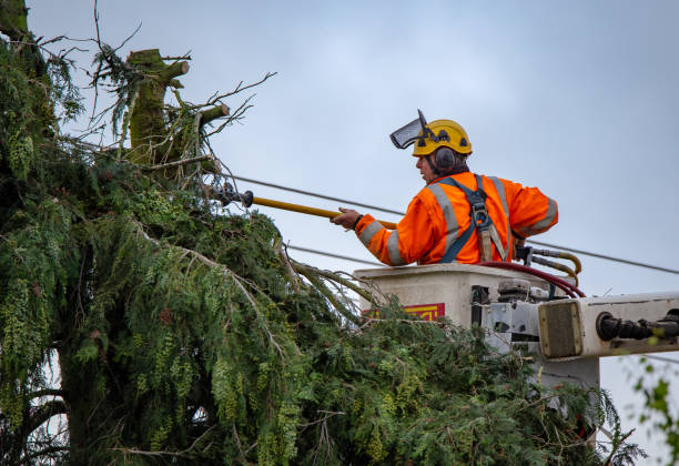 Best Tree Cabling and Bracing  in Pocono Woodland Lakes, PA