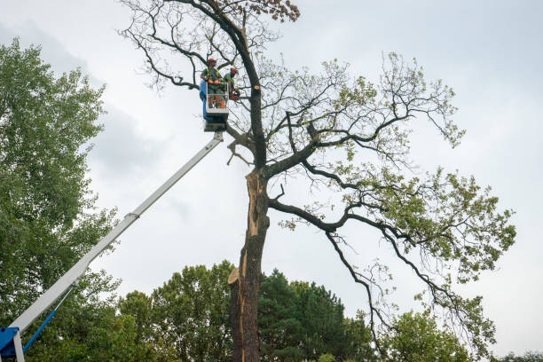 How Our Tree Care Process Works  in  Pocono Woodland Lakes, PA