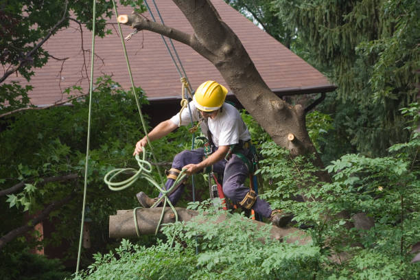 Best Sod Installation  in Pocono Woodland Lakes, PA