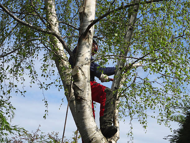 How Our Tree Care Process Works  in  Pocono Woodland Lakes, PA