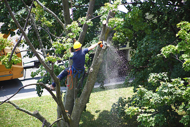 Best Commercial Tree Services  in Pocono Woodland Lakes, PA