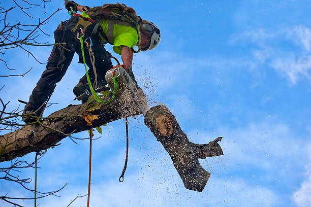 Tree and Shrub Care in Pocono Woodland Lakes, PA