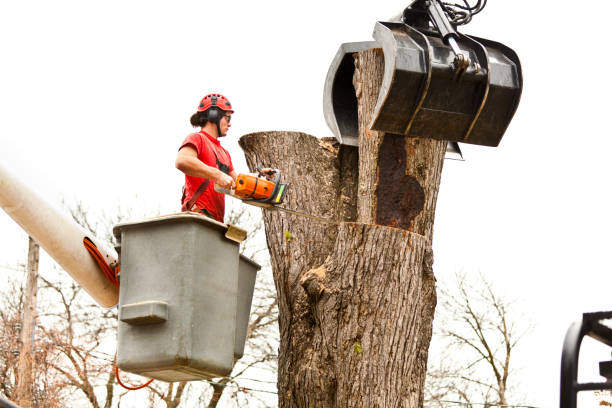 Best Tree Maintenance Programs  in Pocono Woodland Lakes, PA